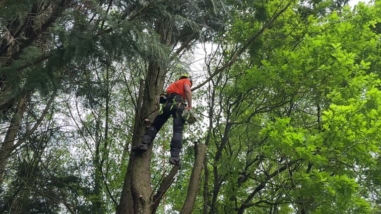 Best Utility Line Clearance  in New Pek, IN